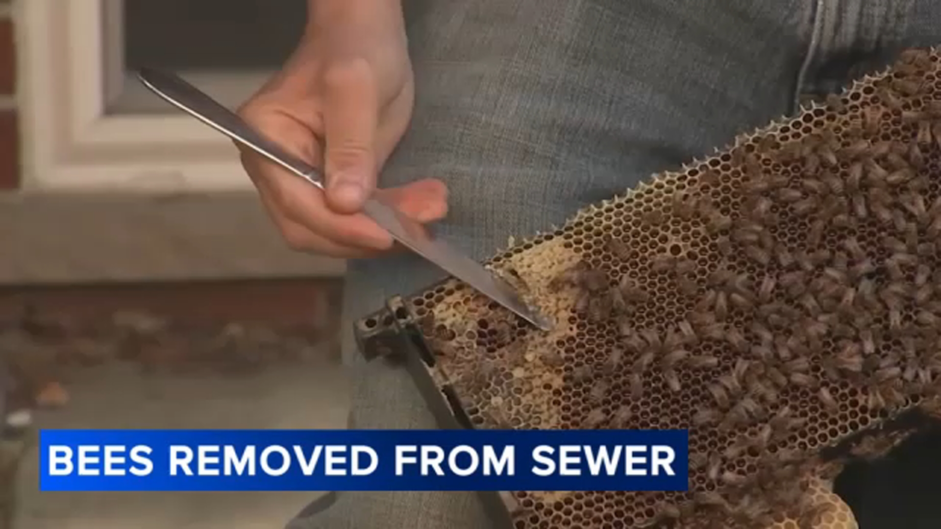 South Philadelphia neighbors sample 'sewer honey' after beekeeper relocates hive