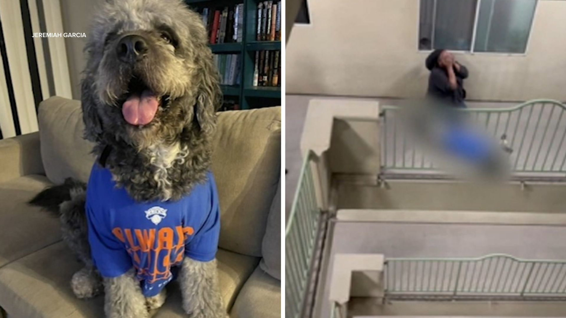 Family dog shot and killed by police officer during Knicks celebration