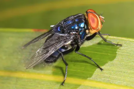 Two more Texas screwworm infections found in animals far apart, USDA says