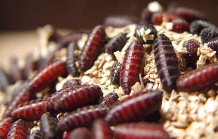 Weeks before Texas screwworm cases, state lawmakers were warned of devastating consequences