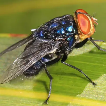 New World screwworm infestations rise to 12 as parasite spreads in Texas