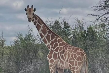 Missing giraffe Gracie found safe in Texas Hill Country after nearly two weeks on the loose