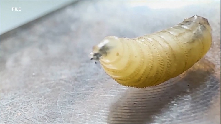 Governor Abbott activates Emergency Operations as screwworm cases rise in Texas, including one case in a dog