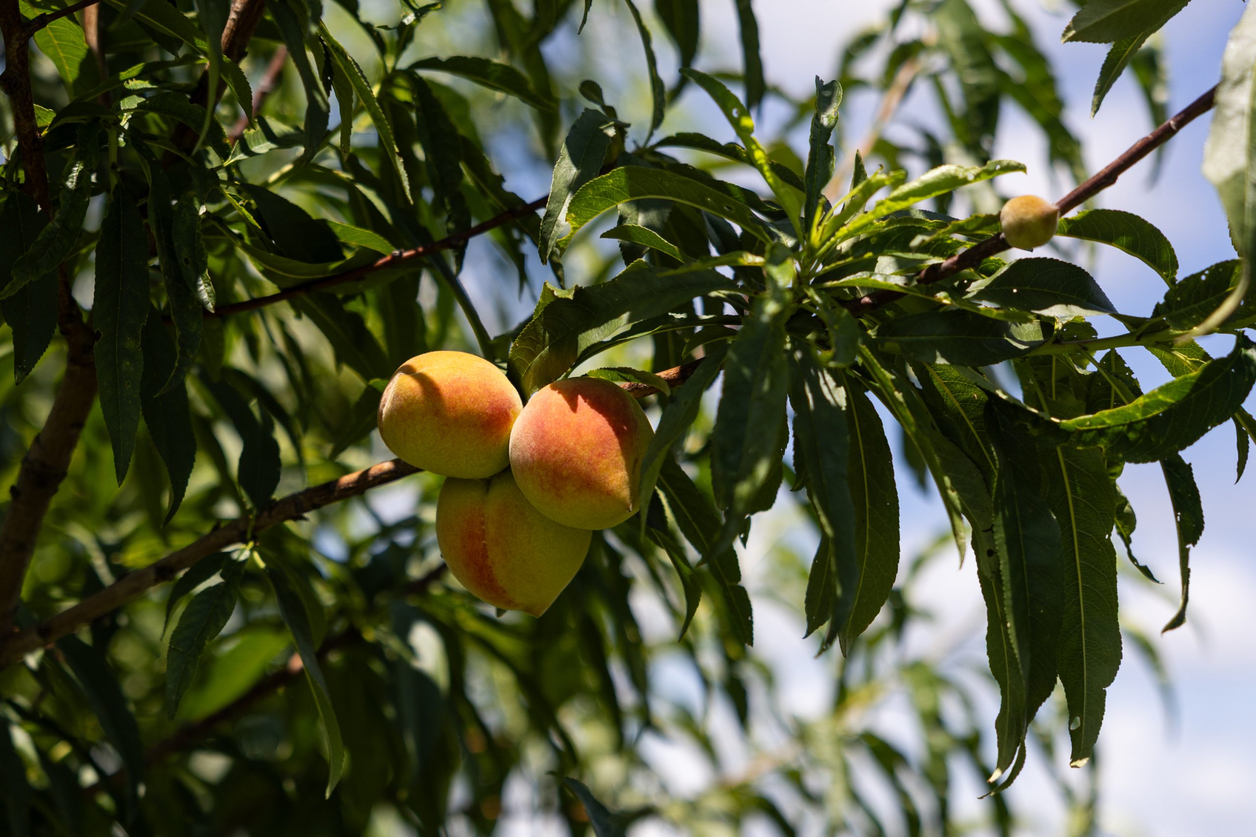 Fredericksburg peaches may be harder to find this year following another warm winter