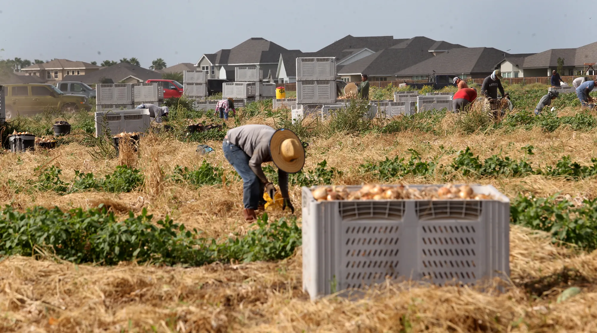 Parkinson’s is often linked to pesticides. Rio Grande Valley farmworkers, communities are at risk