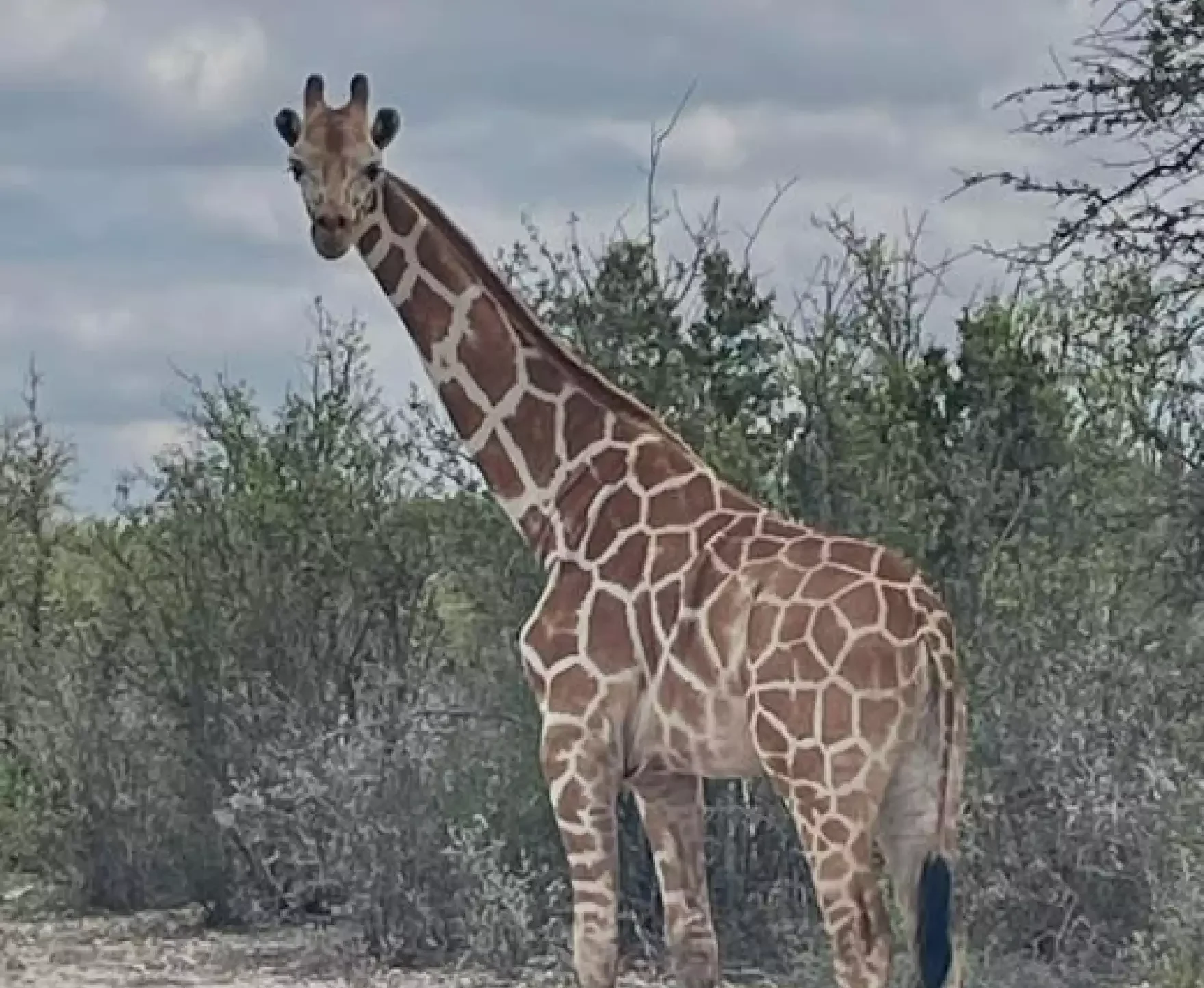Missing giraffe Gracie found safe near Leakey after nearly two weeks on the loose