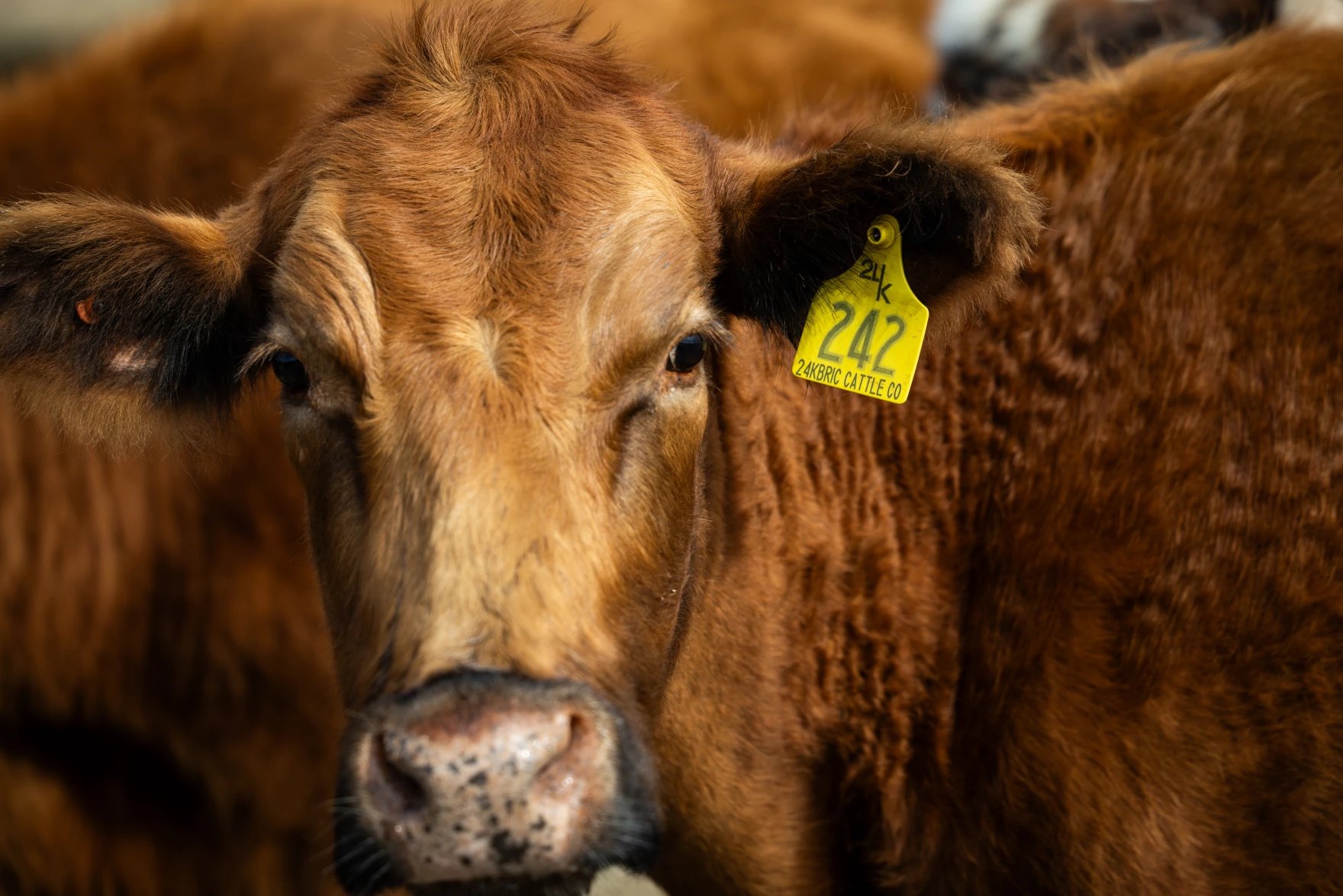 For beef prices to drop, ranchers need to raise more cattle. Here’s why they’re not
