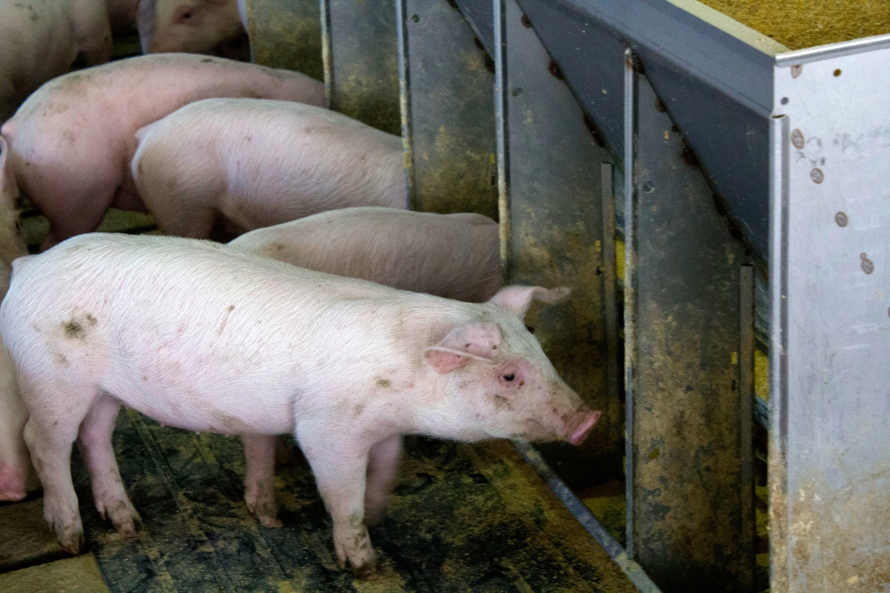 Trump says the US doesn't need a trade deal with its neighbors. Farm groups push hard for renewal