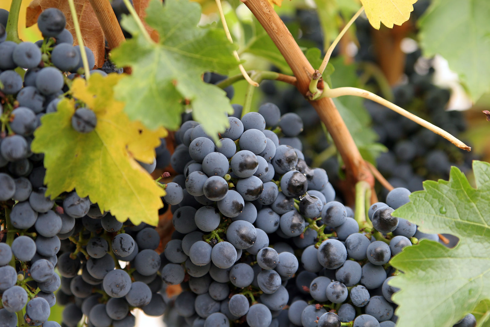 Researchers will launch Texas wine grapes into space