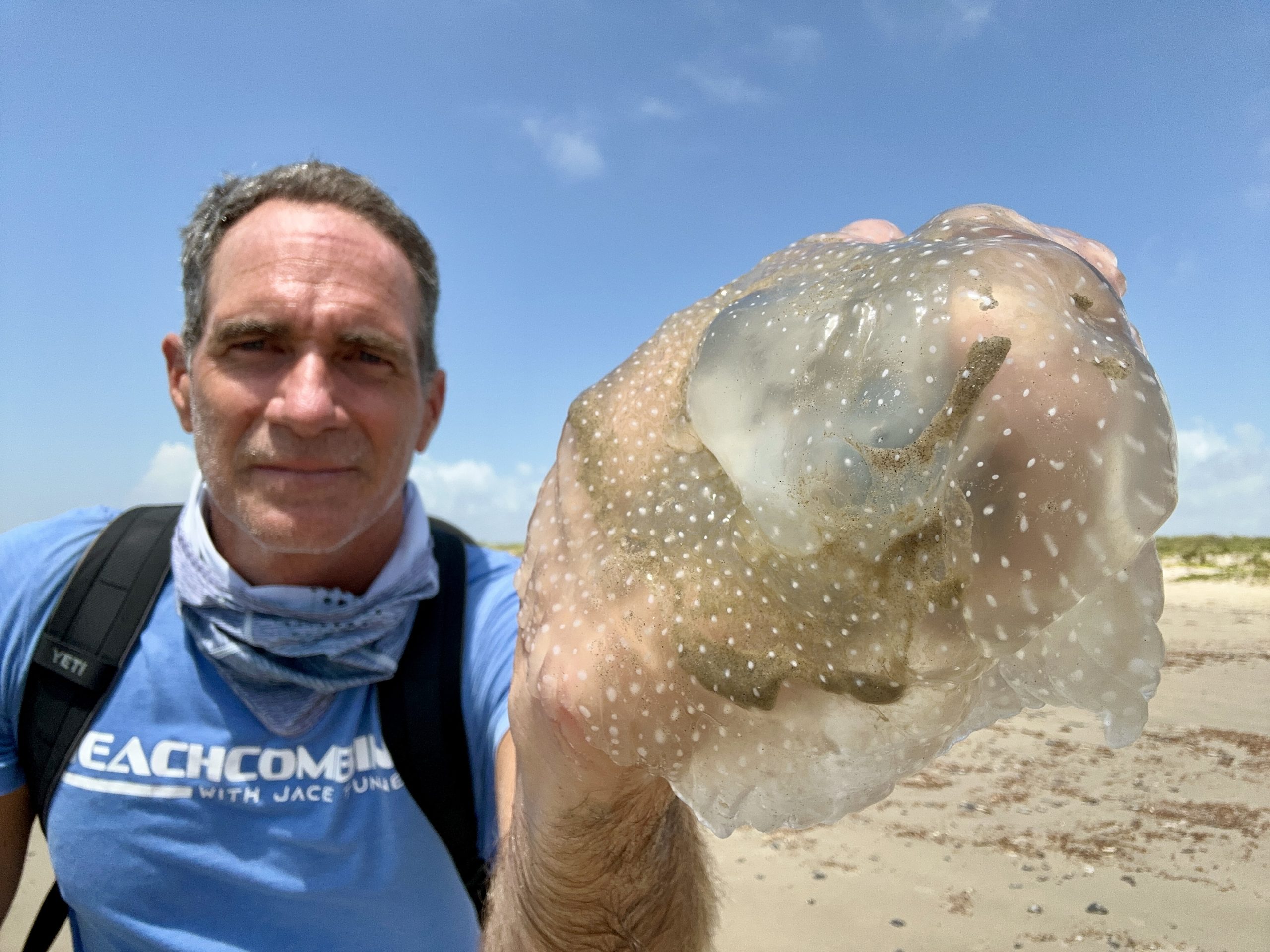 These harmless jellyfish bring a star-filled night sky to the shoreline