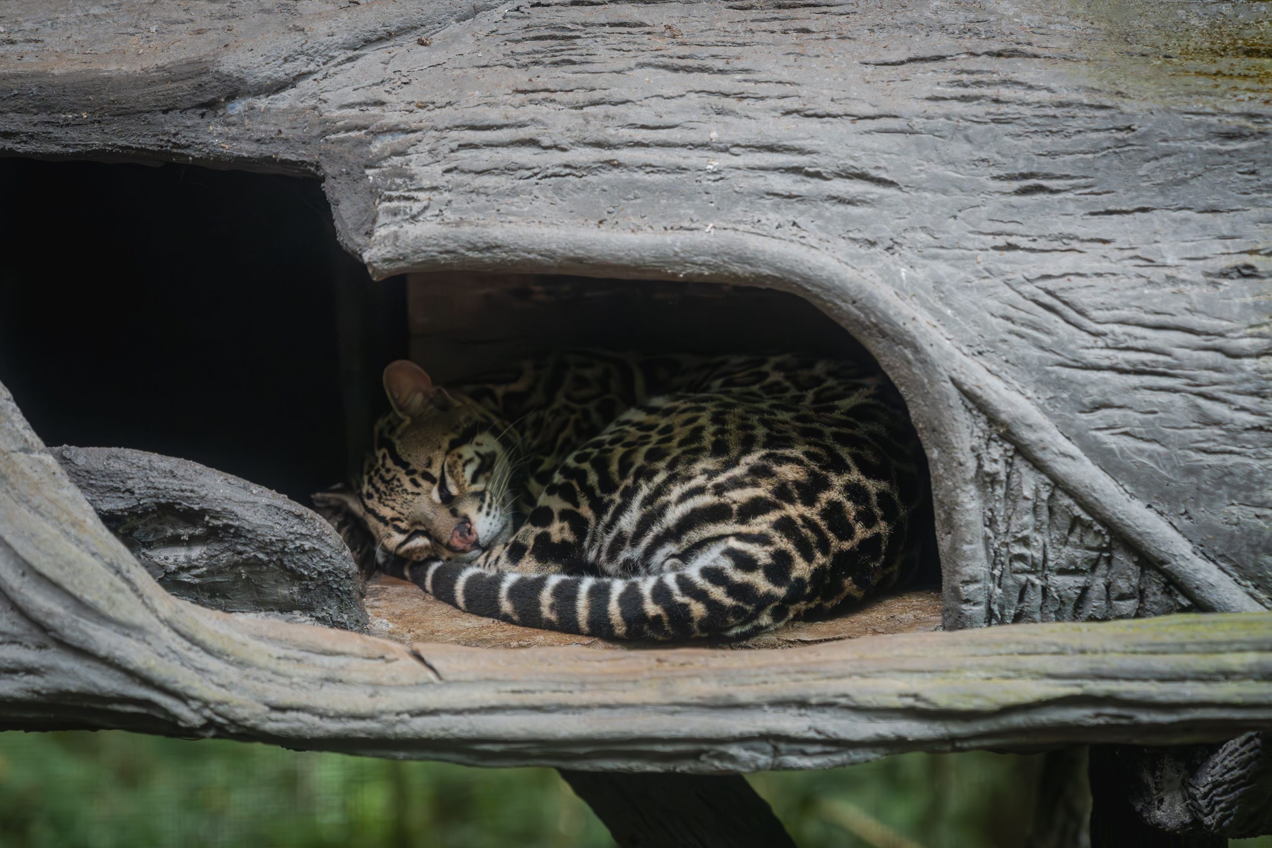 New ocelot kittens bring hope for the endangered cat