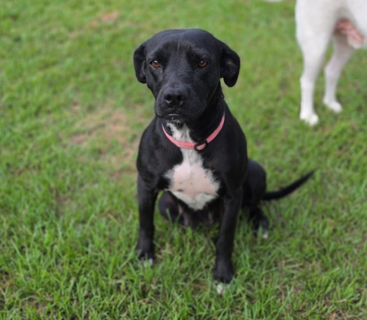 Houston dog rescue seeks help after screwworm restrictions halt out-of-state adoptions