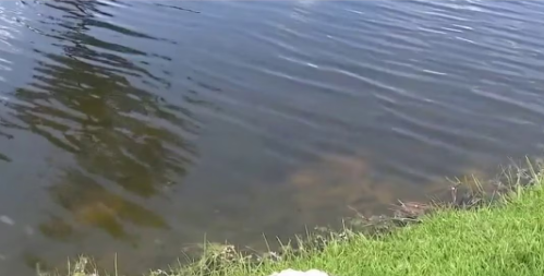Spring neighbors describe desperate efforts to save 2-year-old, 74-year-old after neighborhood drowning
