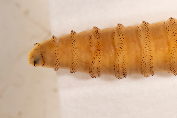 New World screwworm in Texas: New cases detected