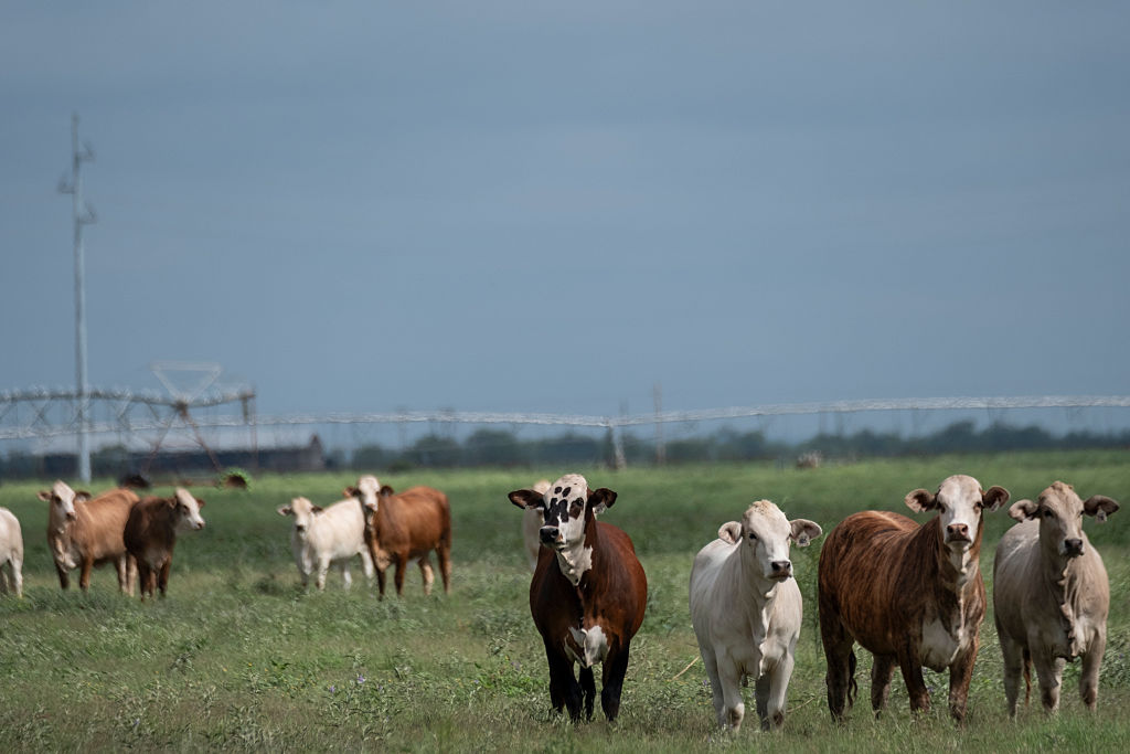 Officials confirm 6 cases of New World screwworm in Texas