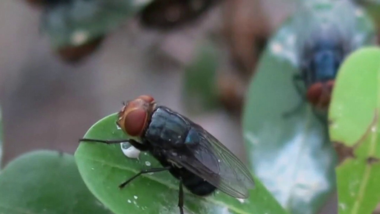 Officials confirm 5 cases of New World screwworm in Texas
