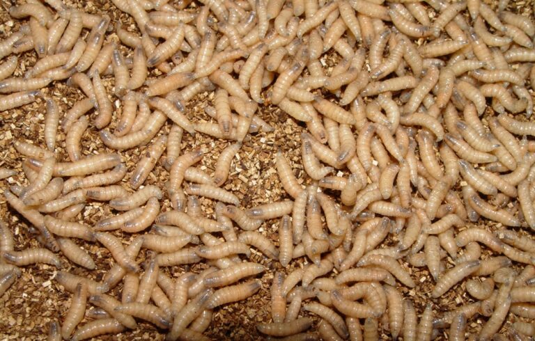 2 new cases of screwworm found in Texas; Canada blocks Texas livestock imports