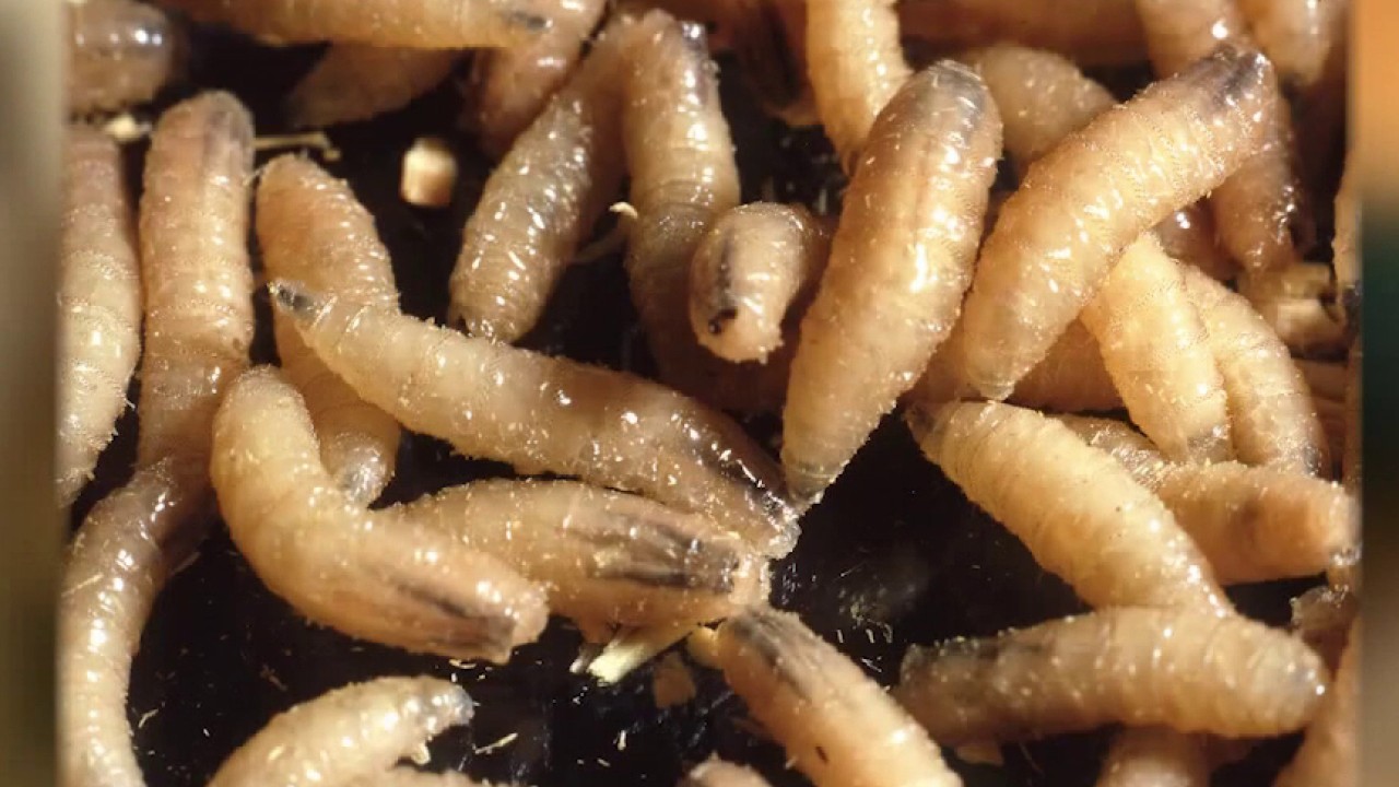New World screwworm cases in Texas rise to 10, new quarantine zones established