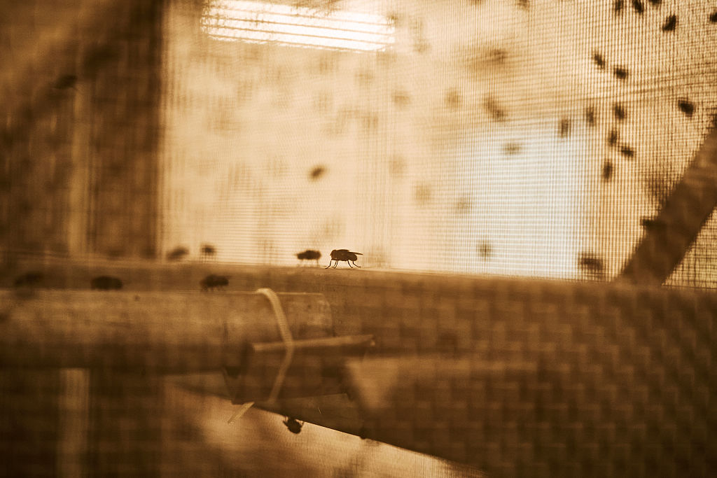Flesh-eating screwworm outbreak escalates in West Texas as confirmed cases reach 31